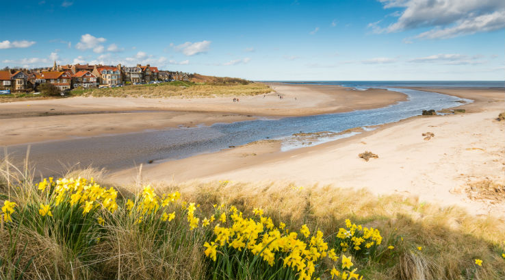 A view of Alnmouth Beach in Northumberland with daffodils in the foreground