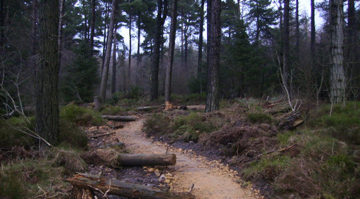 Mountain Bike Trail in Dalby Forest