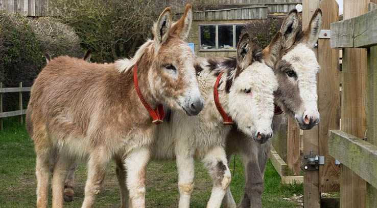 Three rescued donkeys