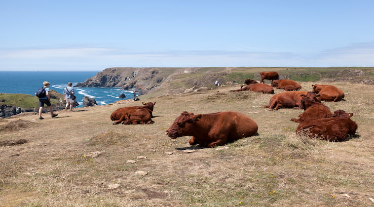 Kynance Cove cows and view