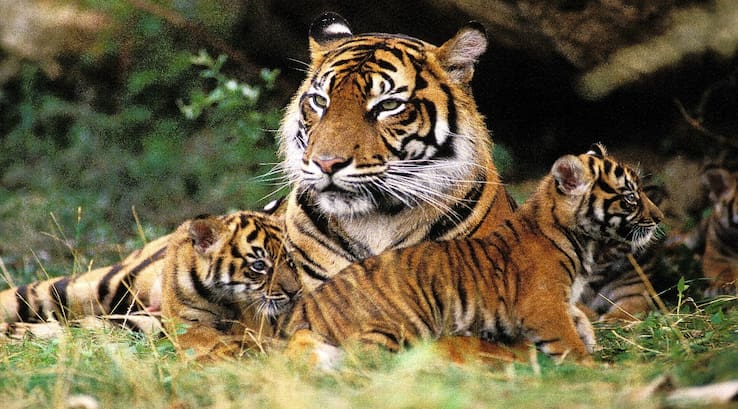 tiger with tiger cubs