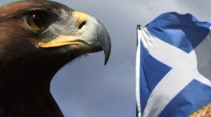 Eagle with Scottish flag in the background