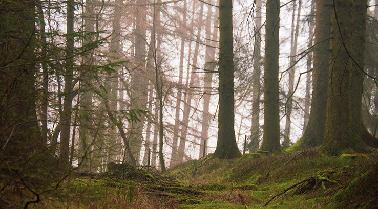 A misty Grizedale Forest