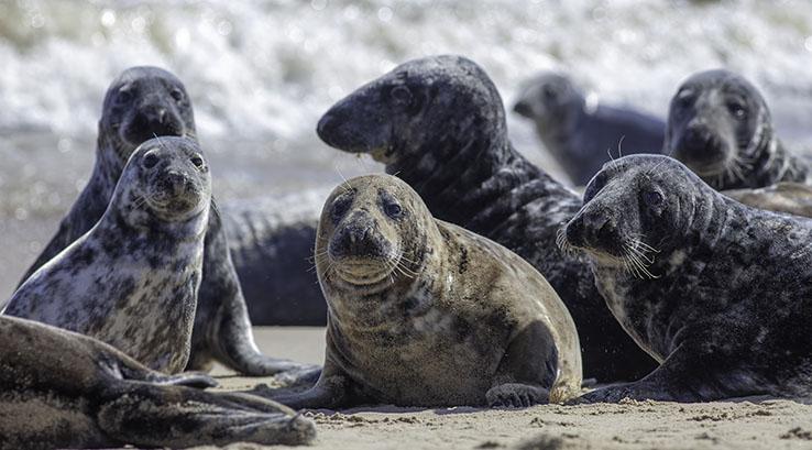 Seals on a beach 