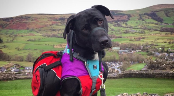 Spud the dog in the Lake District