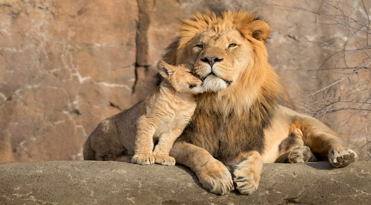 Lion and lion cub at the zoo