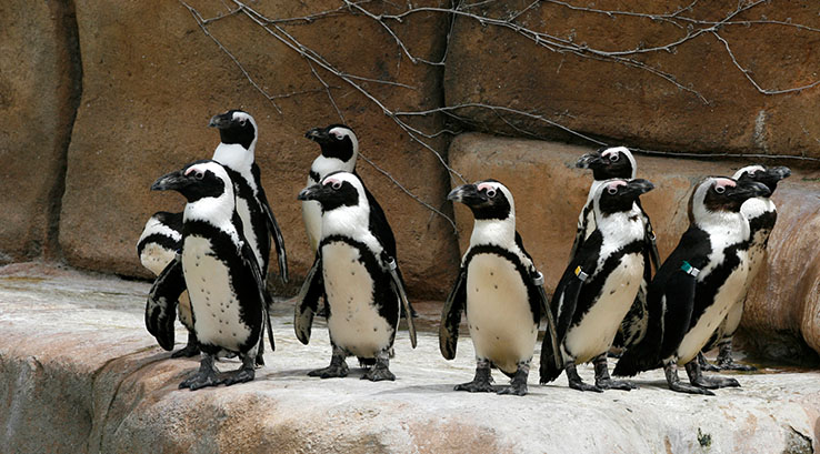 A group of penguins on a rock at the zoo