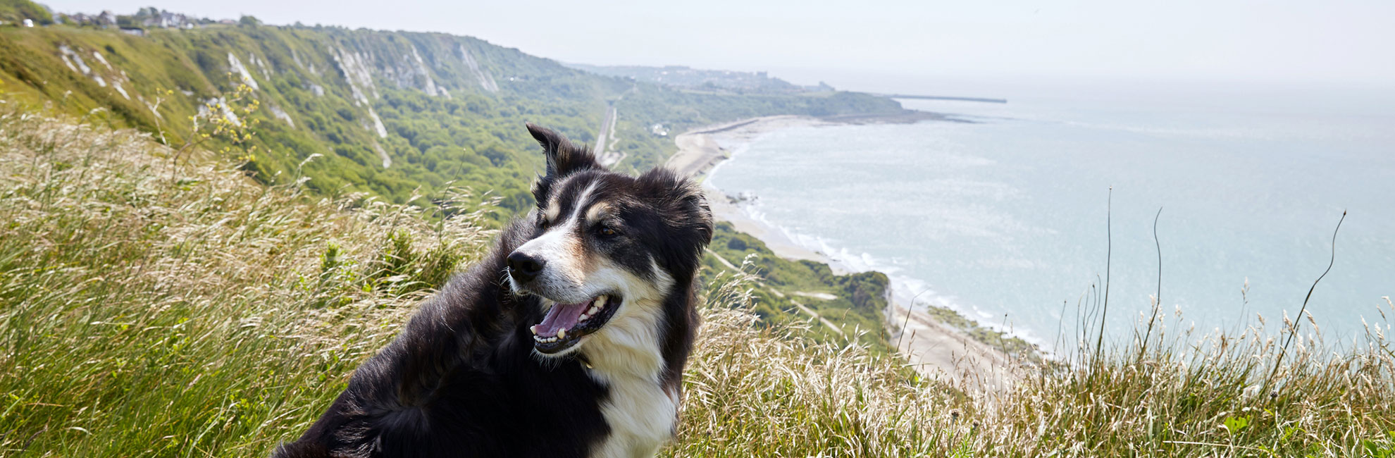 Dog Friendly Holidays in Kent & Sussex Parkdean Resorts