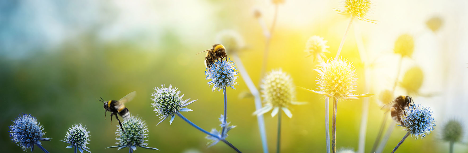 A World Without Bees Parkdean Resorts
