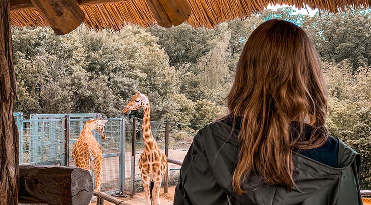 A girl watching the giraffes at the zoo