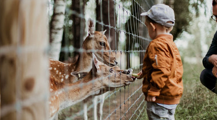A little boy feeding deer at the zoo