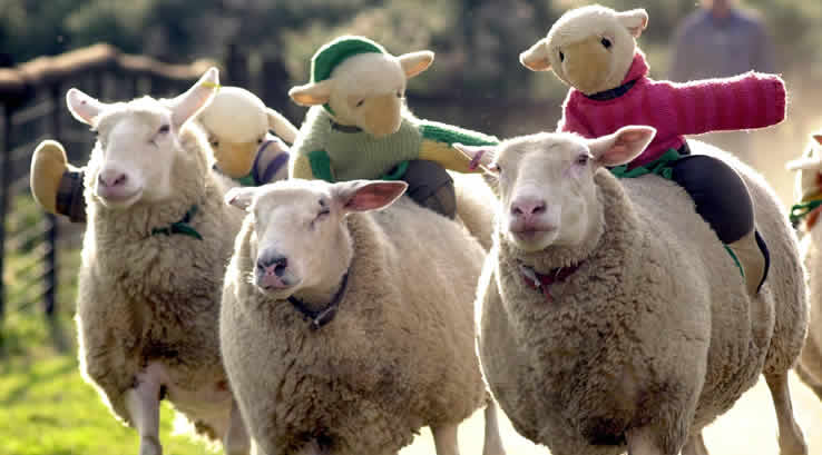 Sheep racing at The Big Sheep