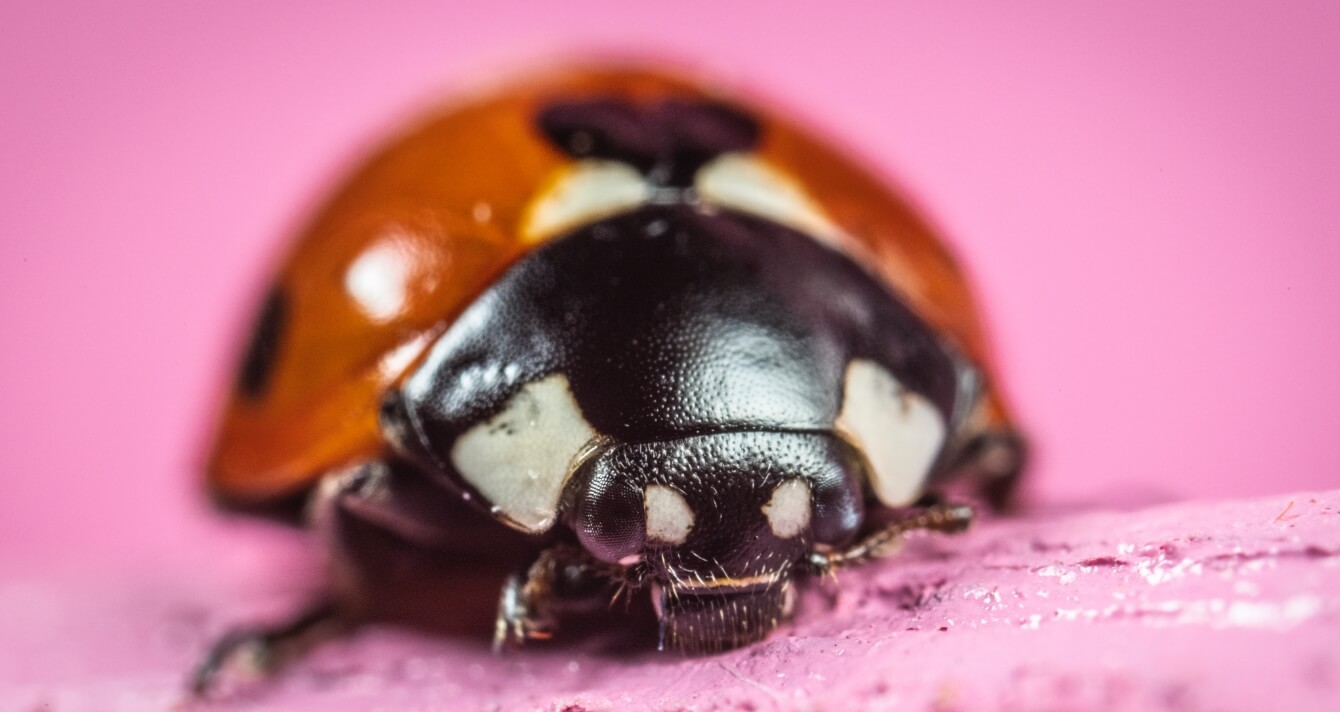 Ladybird relaxing