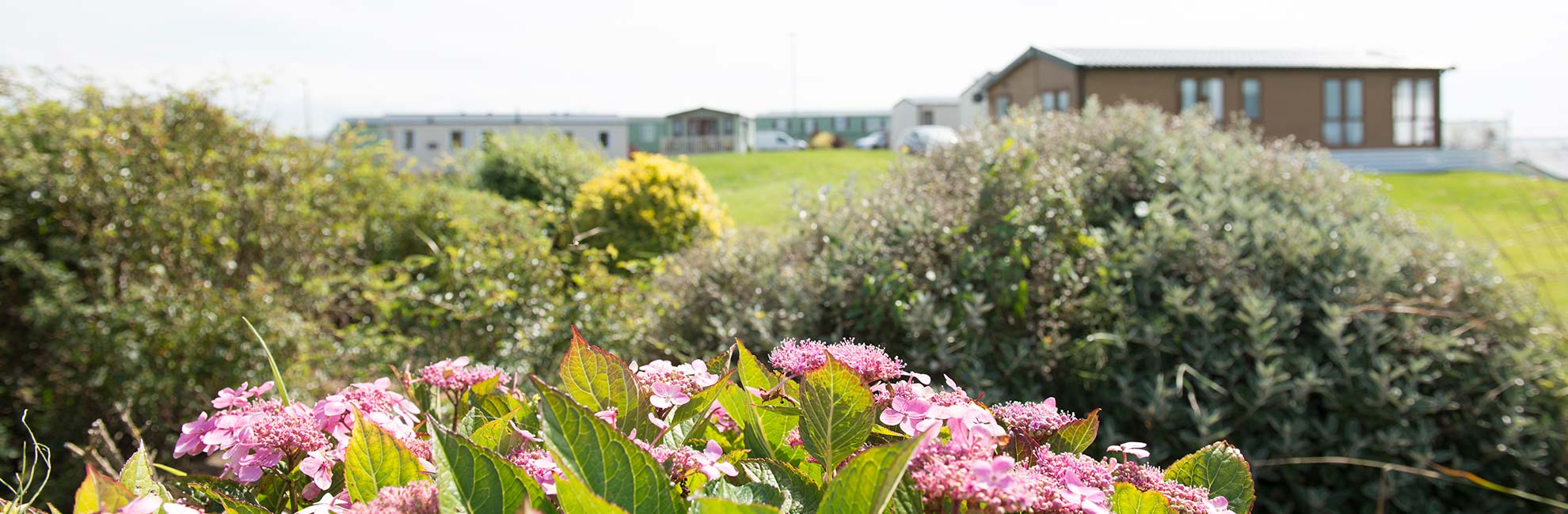 Ocean Edge Holiday Park with flowers and bushes in the foreground