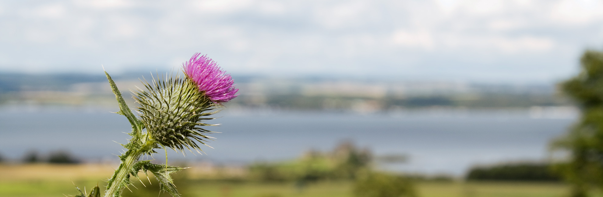 A pink thistle flower growing near the beach in Scotland