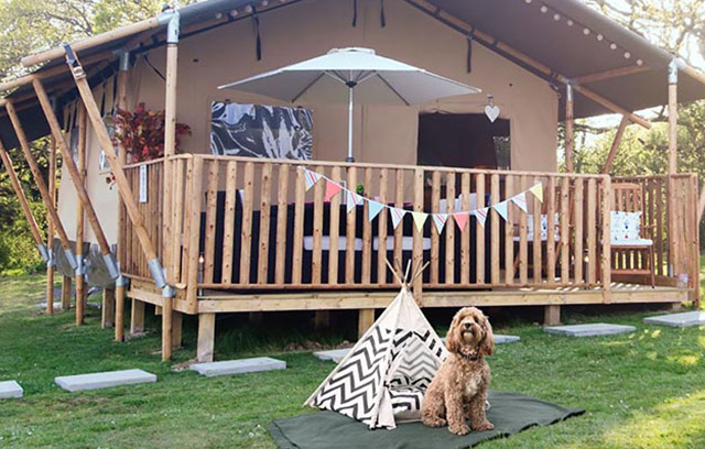 A dog sitting outside its dog tipi next to a glamping safari tent