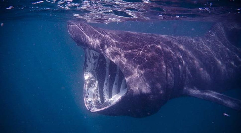 Basking Shark, Cornwall