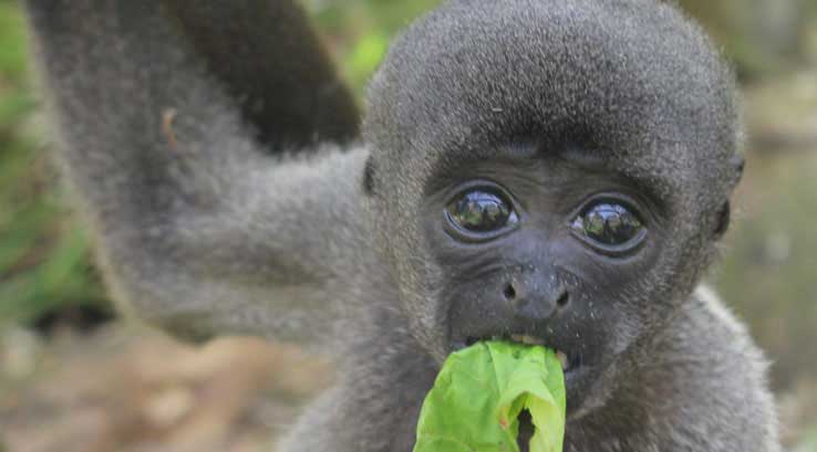 baby monkey eating a leaf