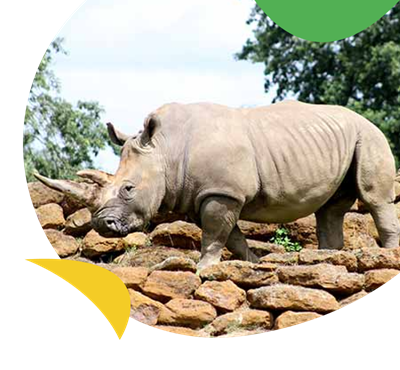 Rhinoceros walks across wall