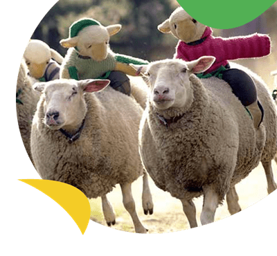 The Big Sheep farm and amusement park near Ruda Holiday Park